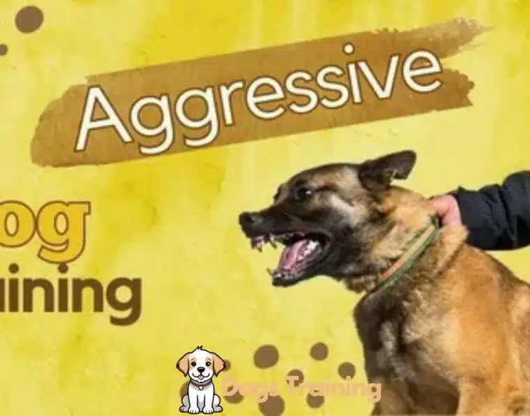 Aggressive Dog Training for Calm, Confident, and Safer Dogs