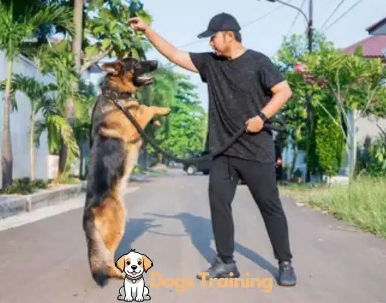 German Shepherd Training for Obedience, Security, and Bonding