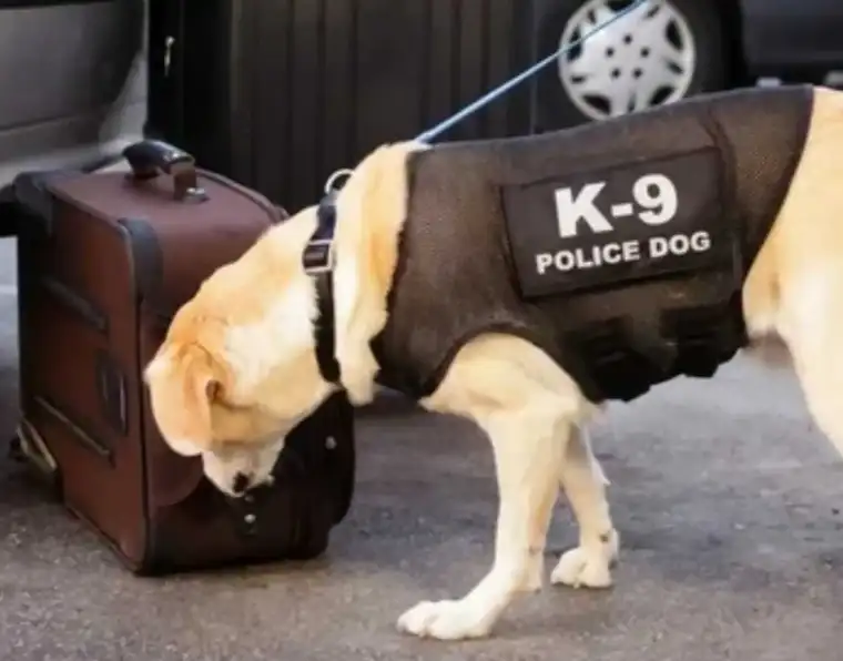 K9 Dog Skills and Training Methods Used by Law Enforcement