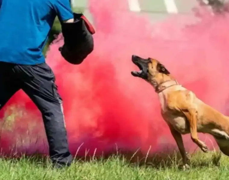 Elite Training Methods That Shape Confident and Loyal Dogs