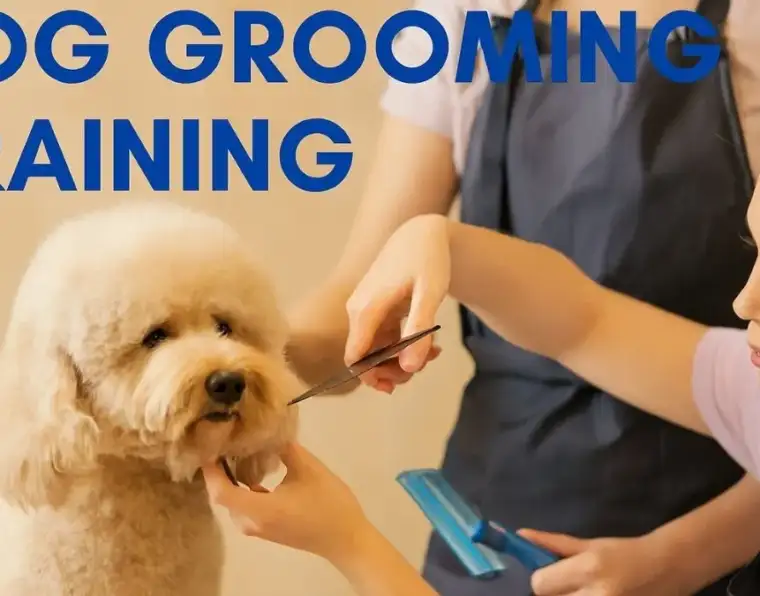 Dog Grooming Training Methods for Fast Skill Growth, Success