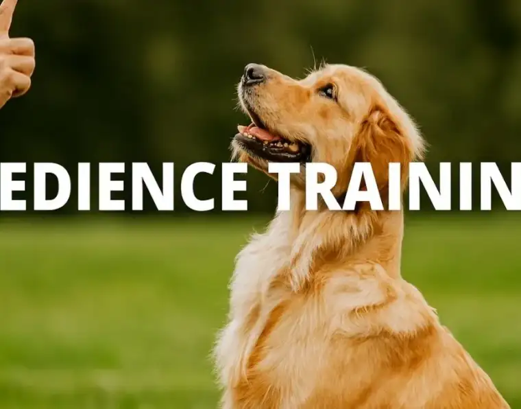 Obedience Training Guide for Dogs Steps for Better Behaviour